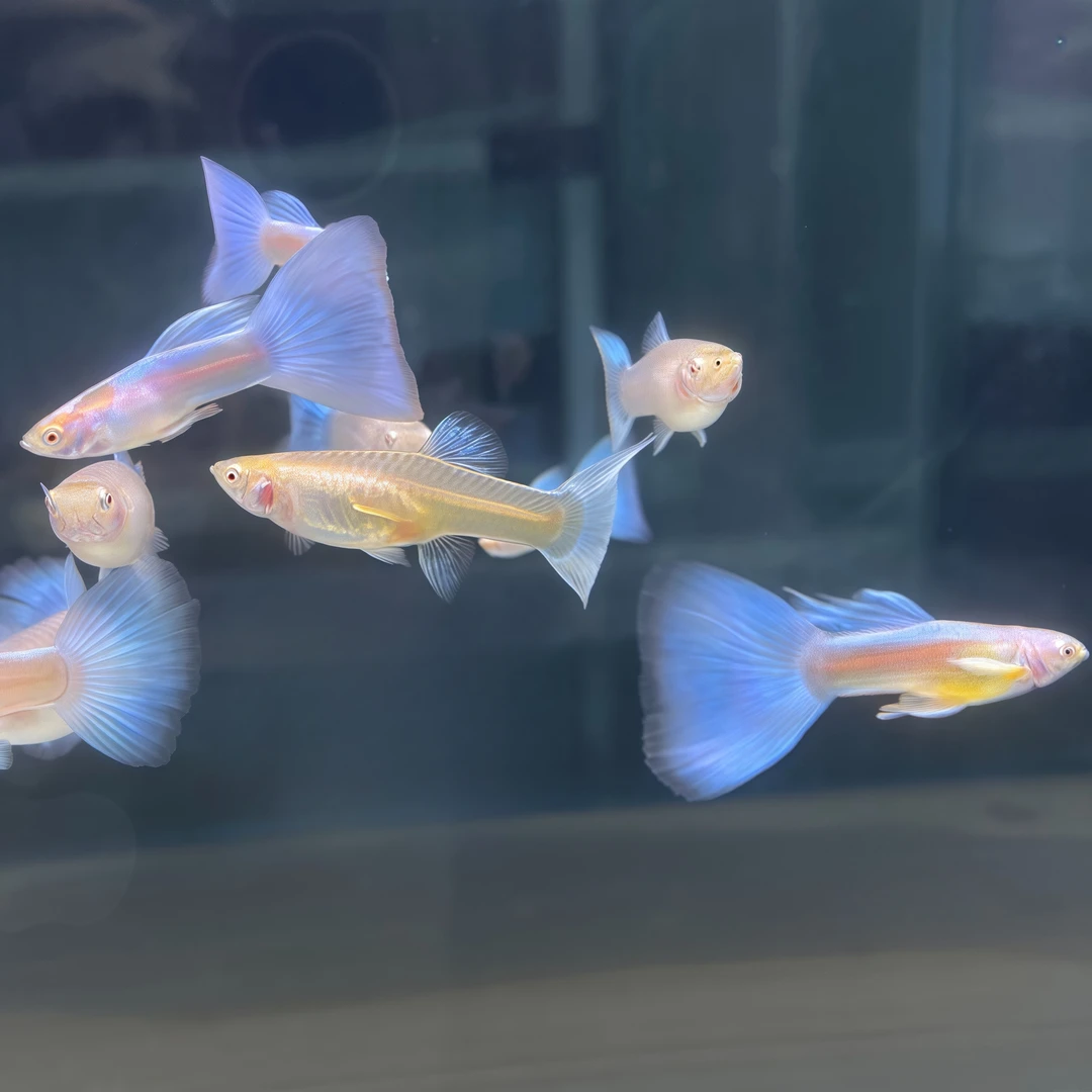 高端精品孔雀鱼赛线天空蓝超大尾孕母易繁育公母成对孕有母