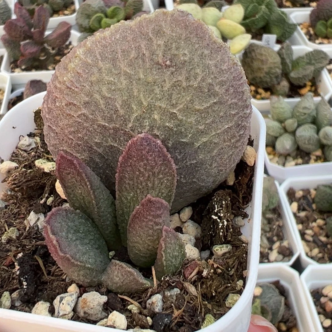 超大母叶哈莫猪肝大苗多肉植物
