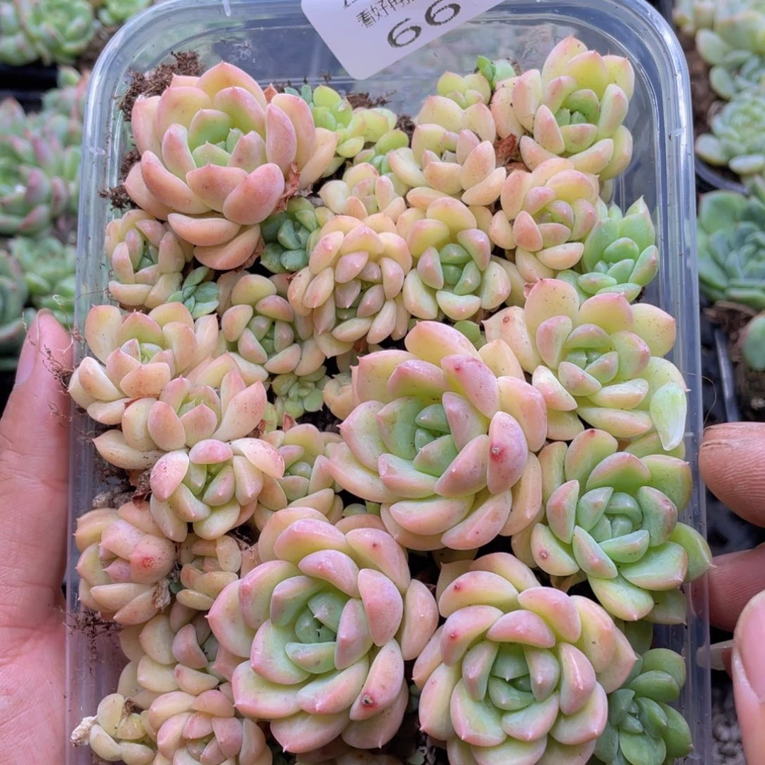 云糖心多肉植物661