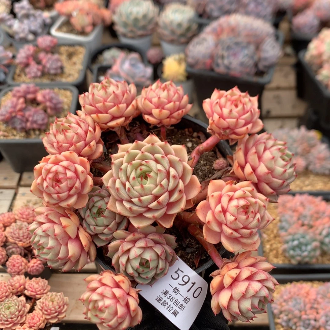 15厘米13头苯巴蒂斯 捧花 无砍 5910