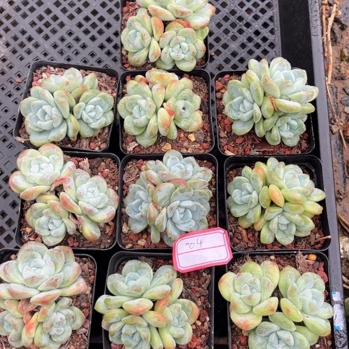 冰玉多肉七方盆一组04号