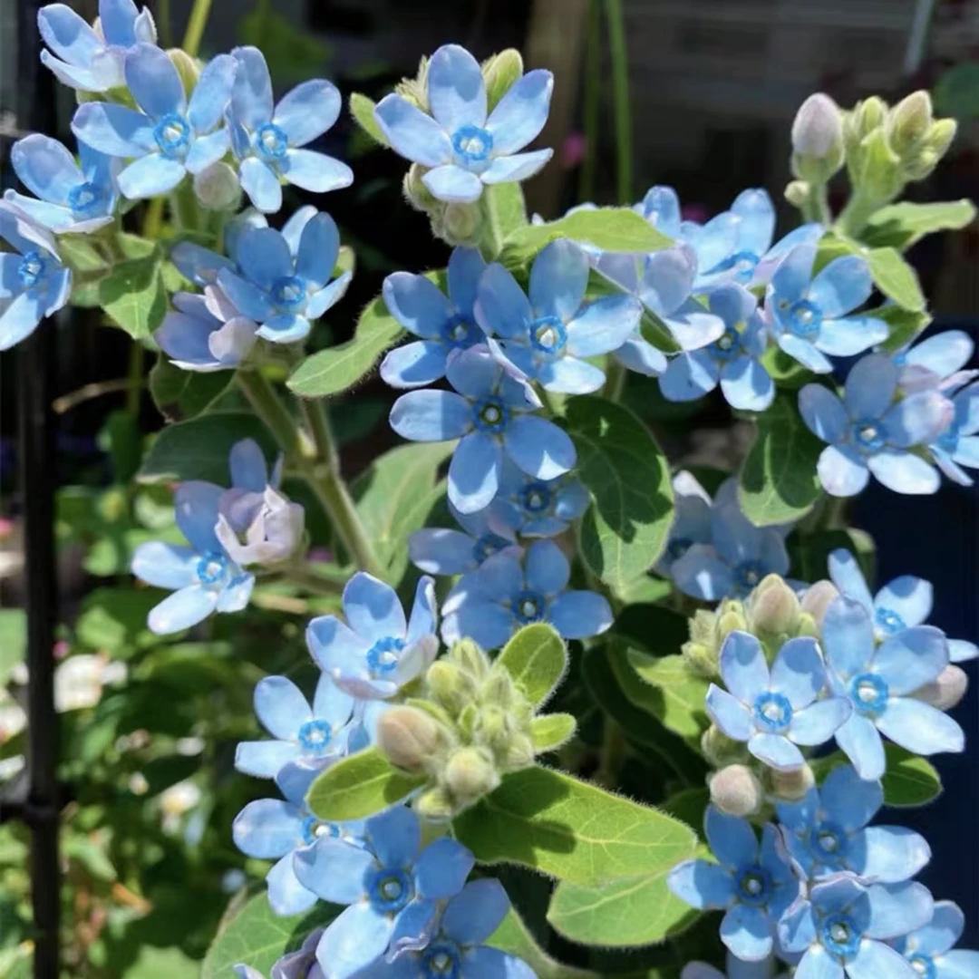 石头花匠 蓝星花 切花圆瓣蓝星花四季开花盆栽地栽植物