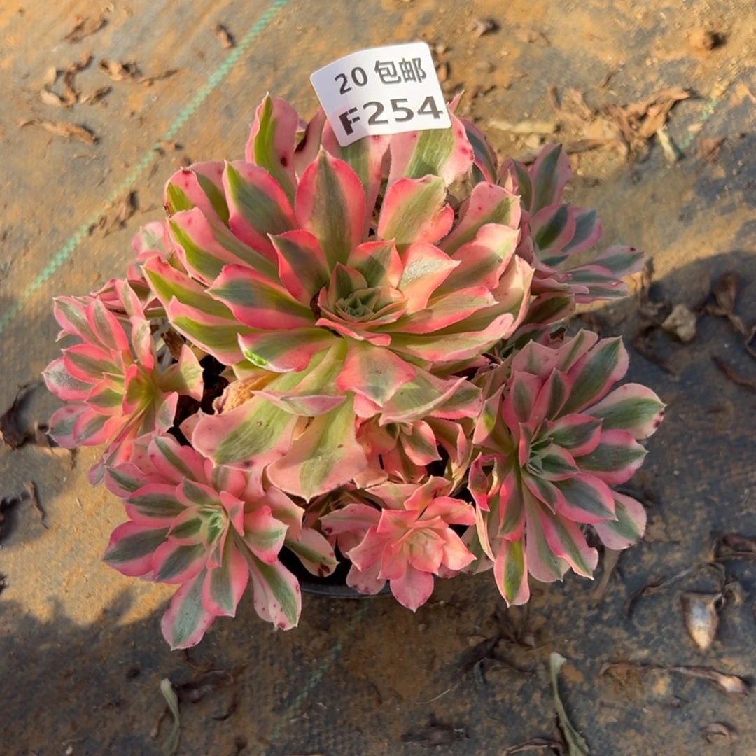 254女巫，满20包邮