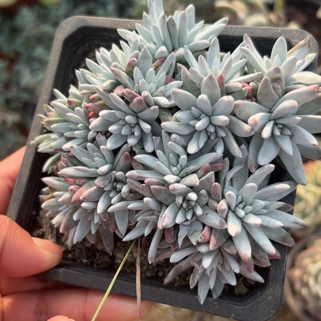 多肉植物白菊群生