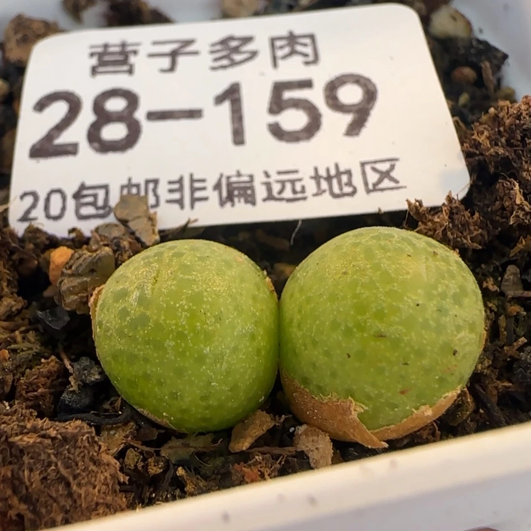 玉米双头带盆土发货。