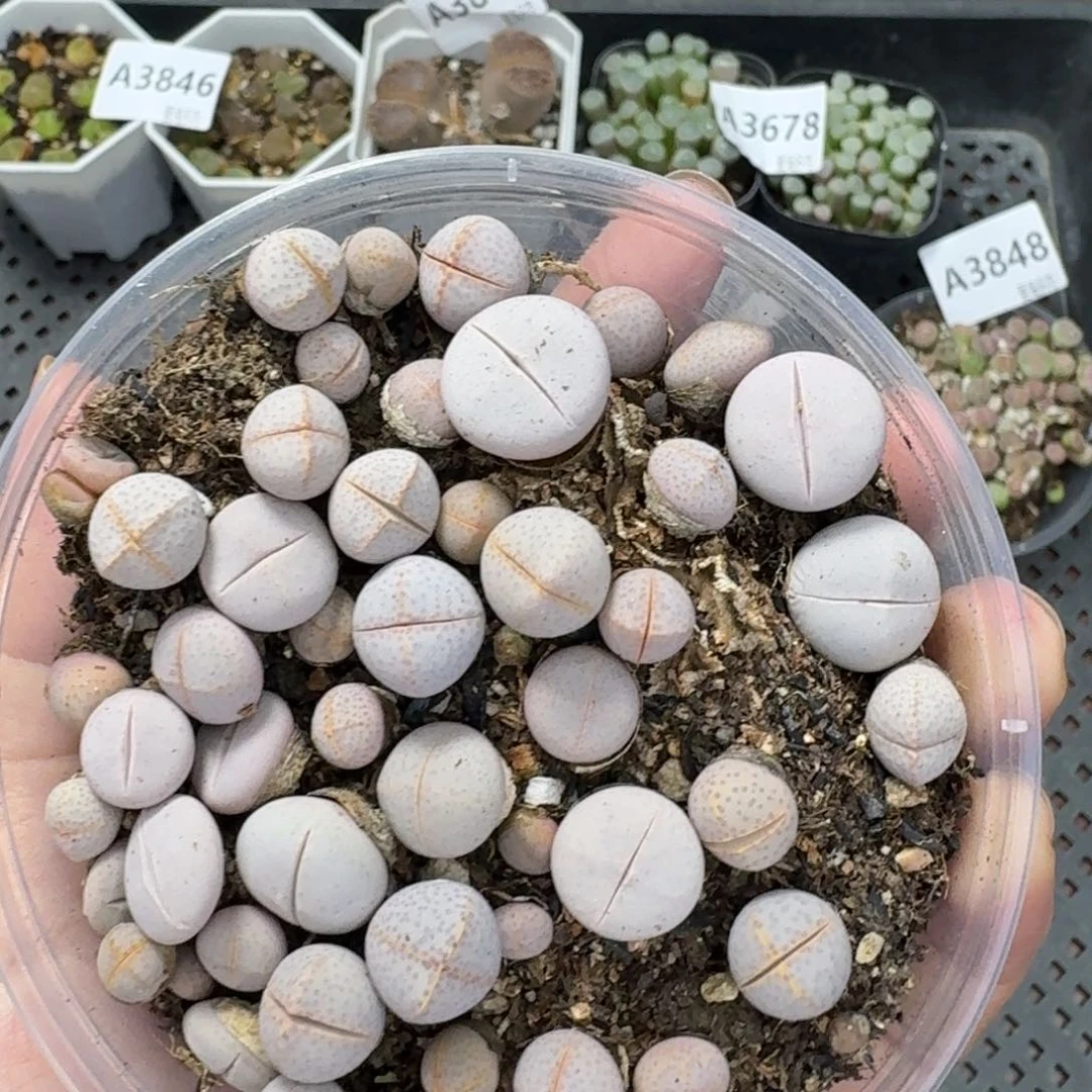 3850 生石花和肉锥