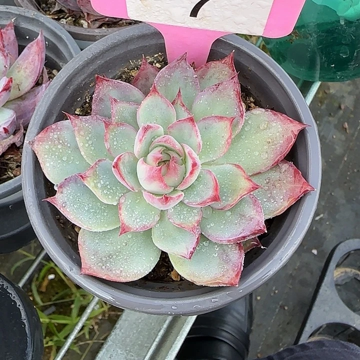 7 惊鸿仙子多肉植物