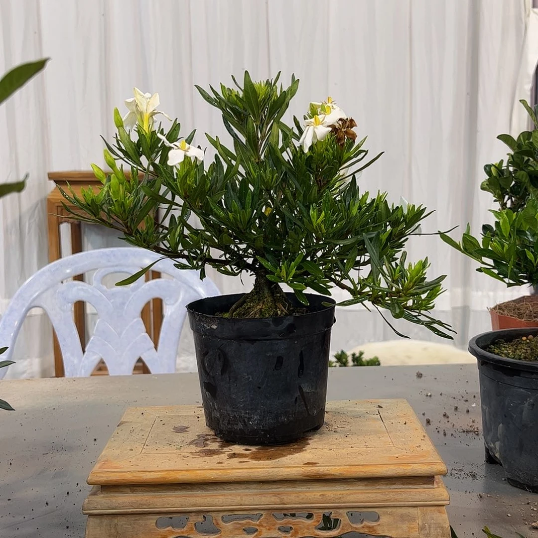 红陶特*栀子花一物一拍