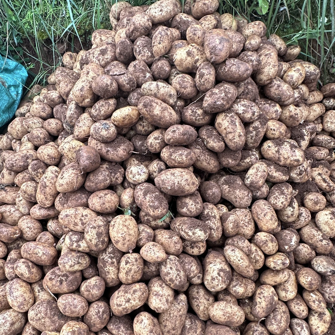 达人专属会泽农家自种乌眼睛洋芋