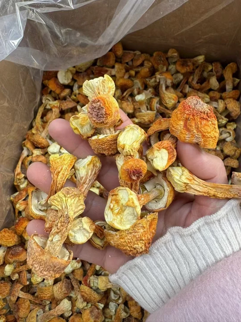 精品菇云南特产干货菌炒肉炖汤火锅食材