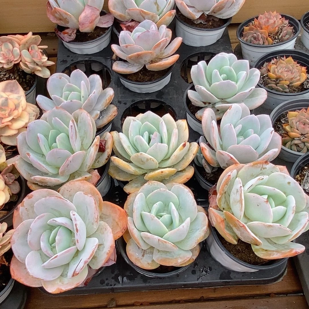 金汇园艺，团奶茶老桩