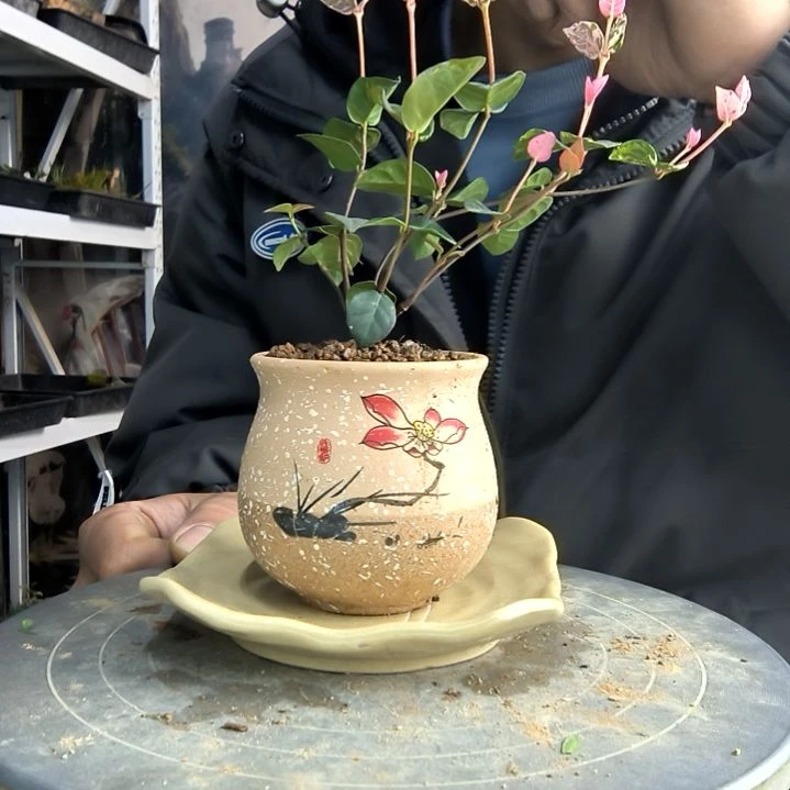 华****s小盆景小植物一物一拍260