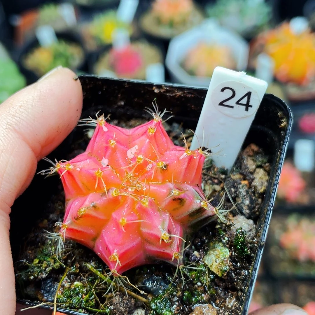 冬****2非偏远地区满25包邮仙人球