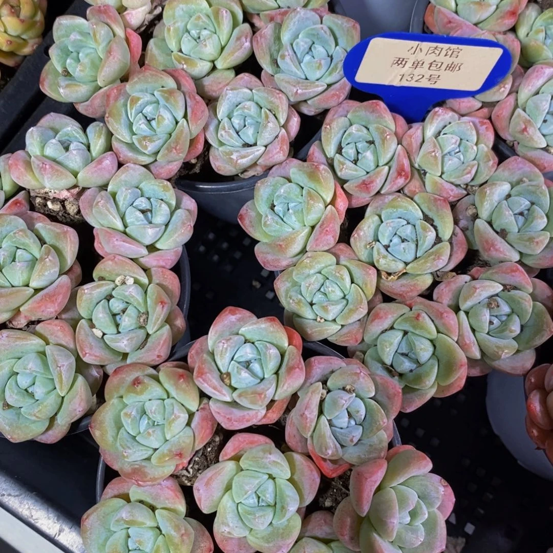 132-精品奶油冰玉单头八个