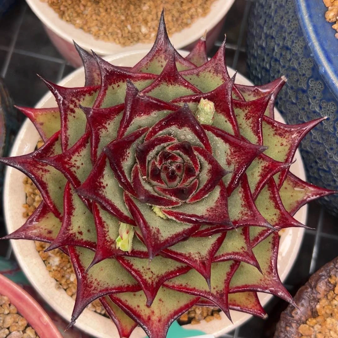 多肉一物一拍0204-357