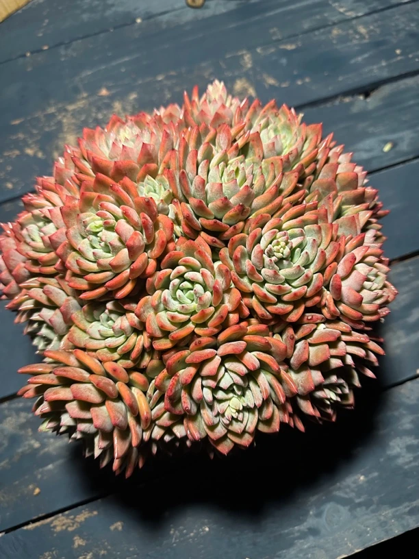 程成多肉植物冰露