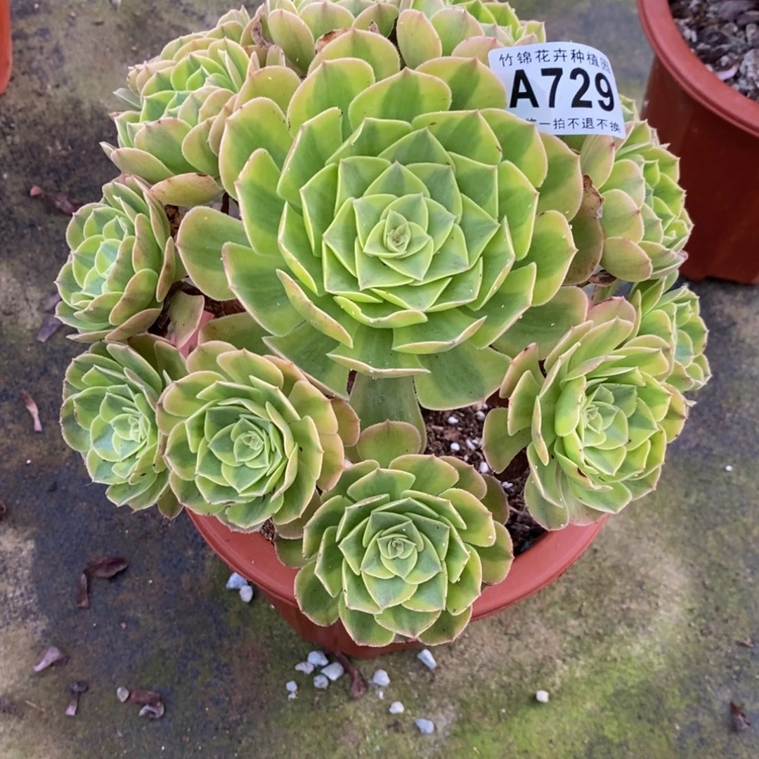 729雨荷小棵福利，