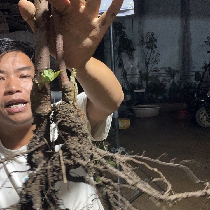 当前无花栽培后可以开花330