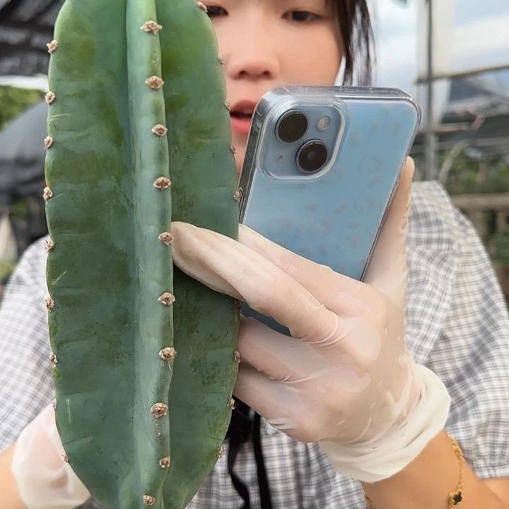 量天尺20cm两颗1111