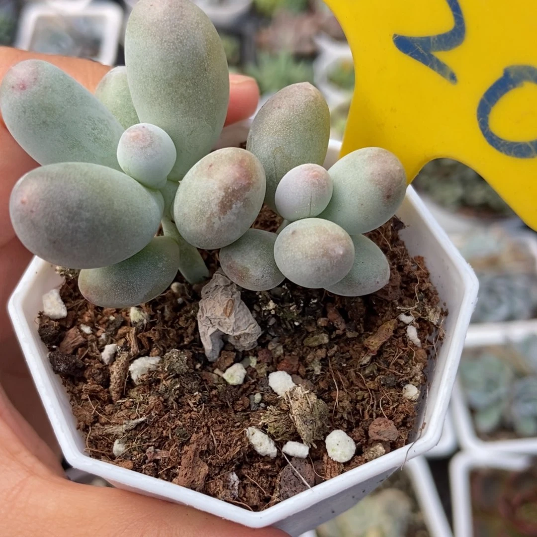 620米可奶多肉植物