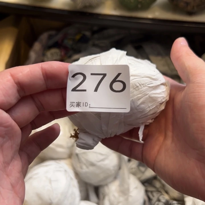 老***大兜星球仙人球276号球