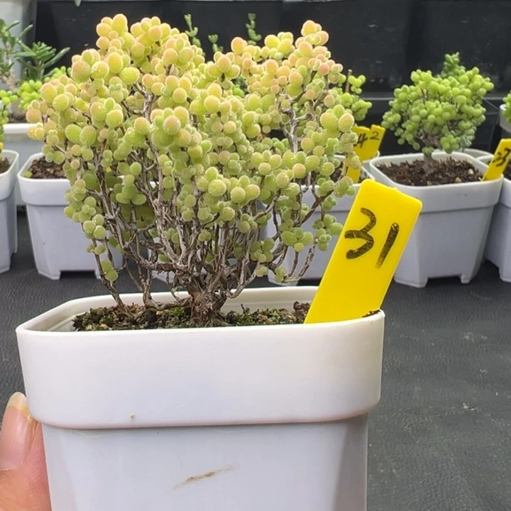 31号彩色蜜橘 一物一拍