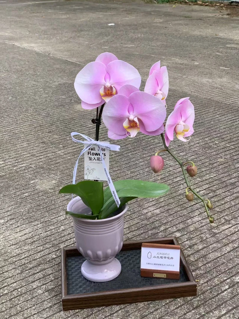 【芳美女朋友】AA级蝴蝶兰小水甄选 粉色系大花家居装饰