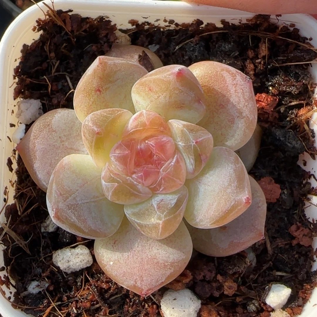 小卡拉米糖心一物一拍