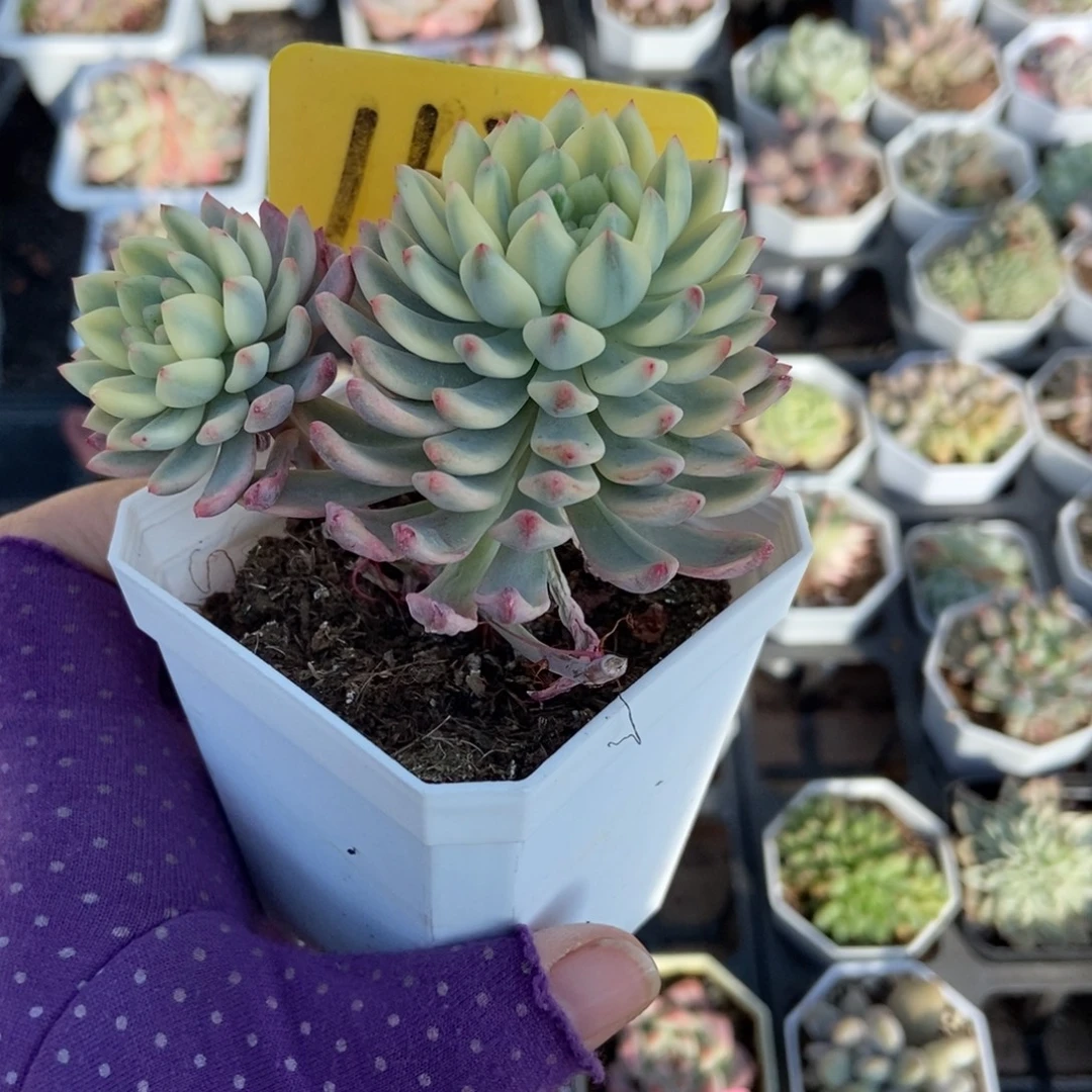 1622蓝精灵锦多肉植物