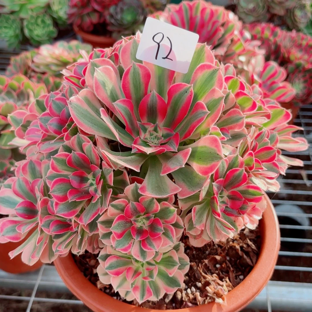 一物一拍多肉法师92