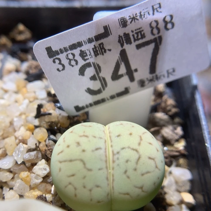 zzz好喜欢这个啊347