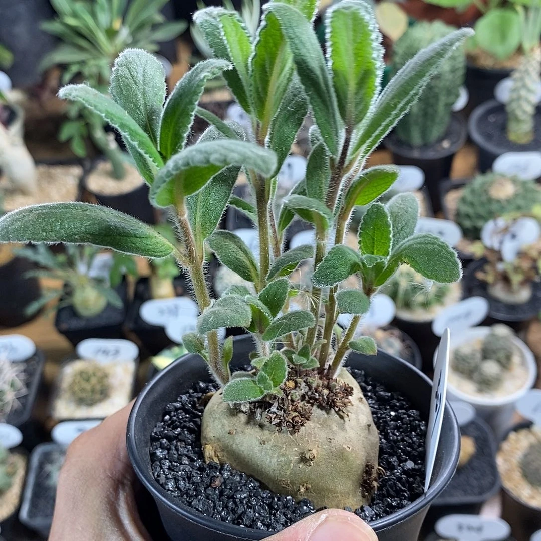 A****a专拍307号断崖香妃