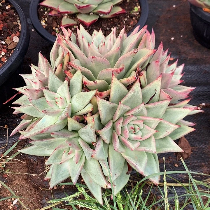 美肉特价活动开始了