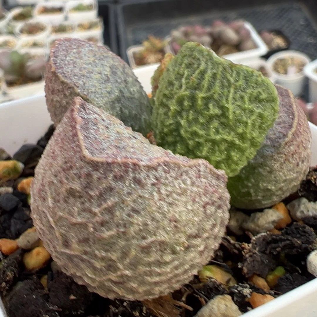 实生新品多肉植物水泡多肉植物