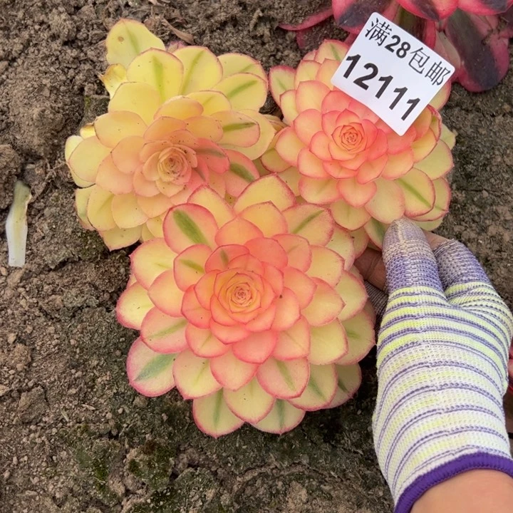 12111南三颗倾城多肉植物