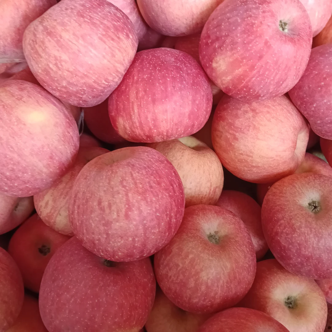 陕西高原红富士苹果现摘现发脆甜多汁