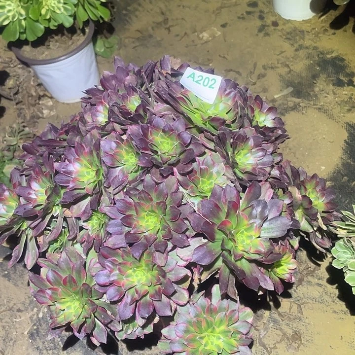 多肉植物断枝不包202安娜