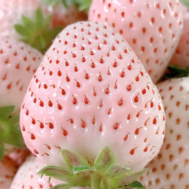 新种子】春季奶油白草莓种子四季草莓种籽大田高产高甜草莓水果种