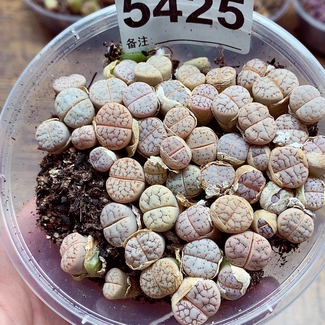 5425荒快乐呃呃呃真的