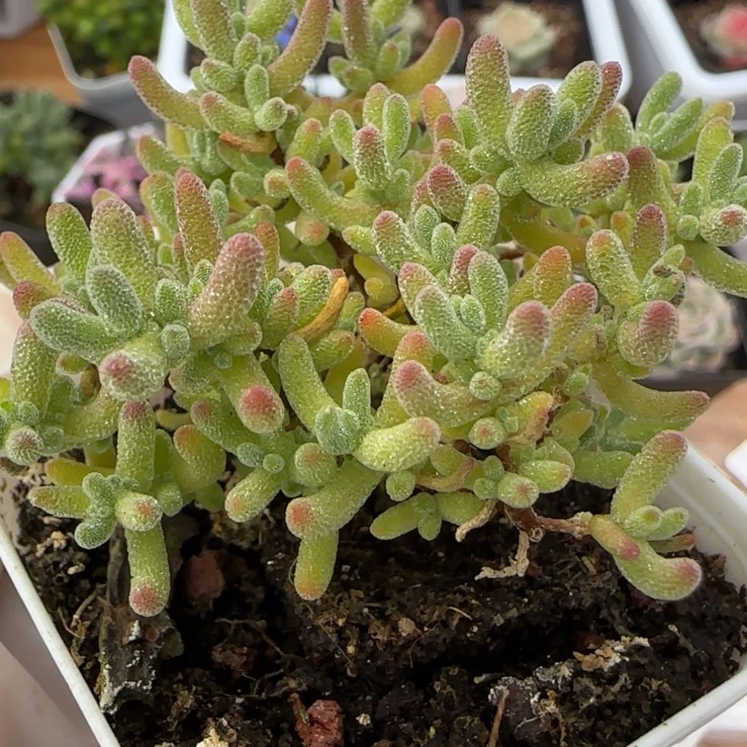 紫水晶枝干一颗福利