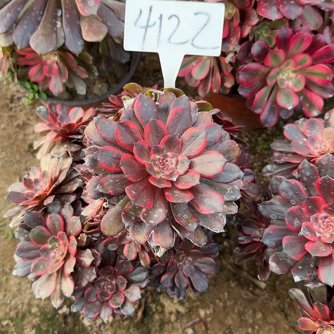 4122多肉法师多肉法师多肉