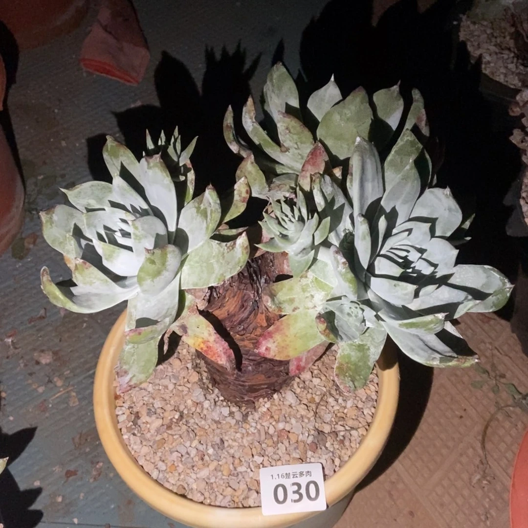 030多肉植物啦啦啦啦