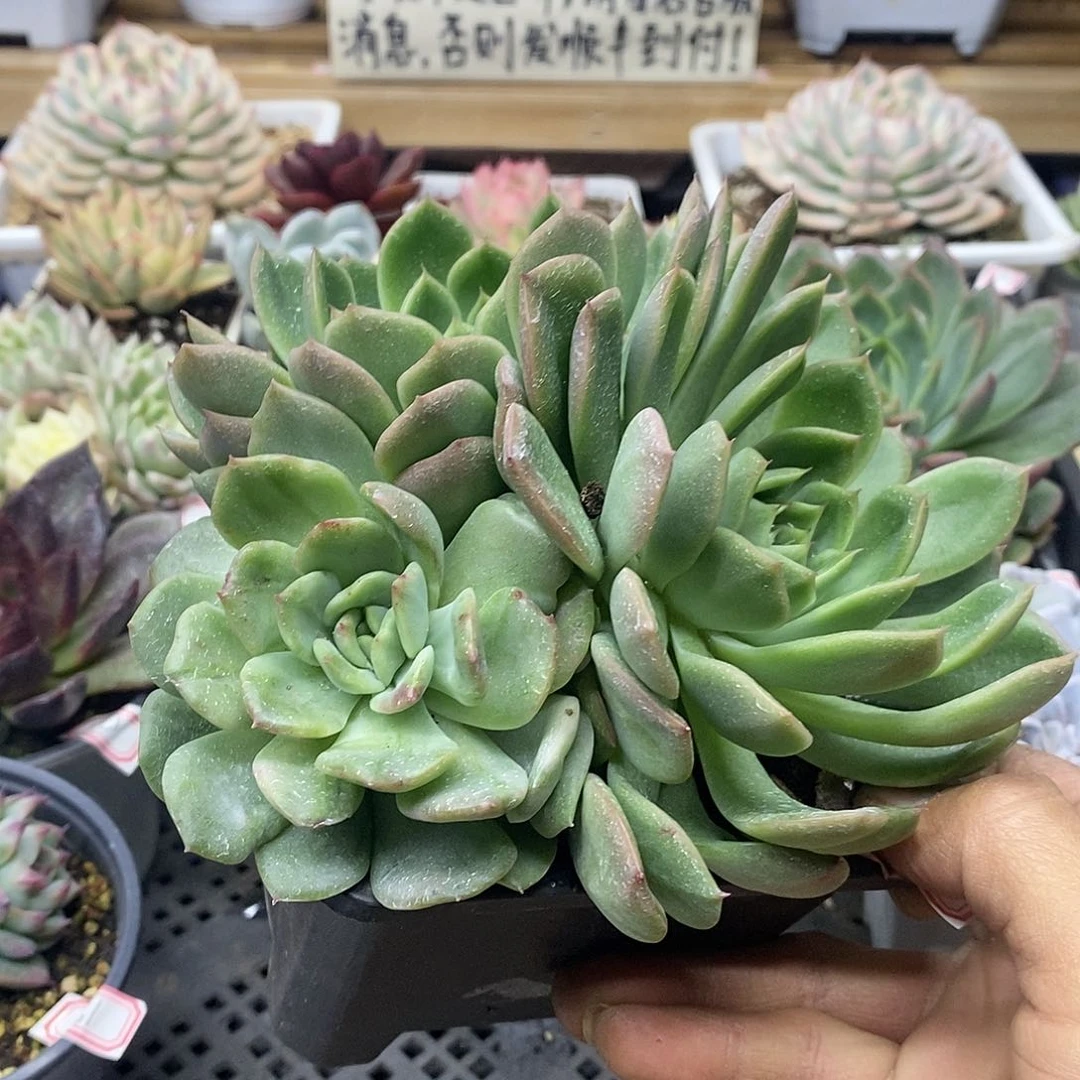 0683 不知名东云石化 需延时发货