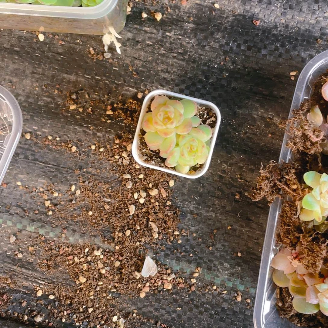 ༈****✨三头T109 甜心中盆一个满25包邮