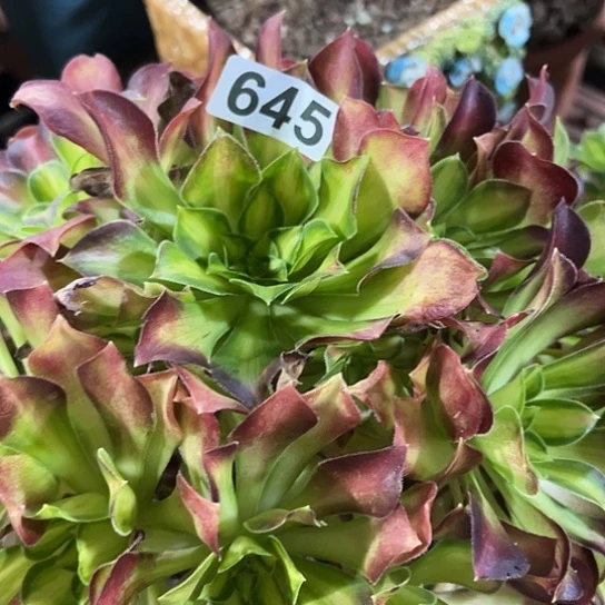 曾***呀多肉植物一个少华645