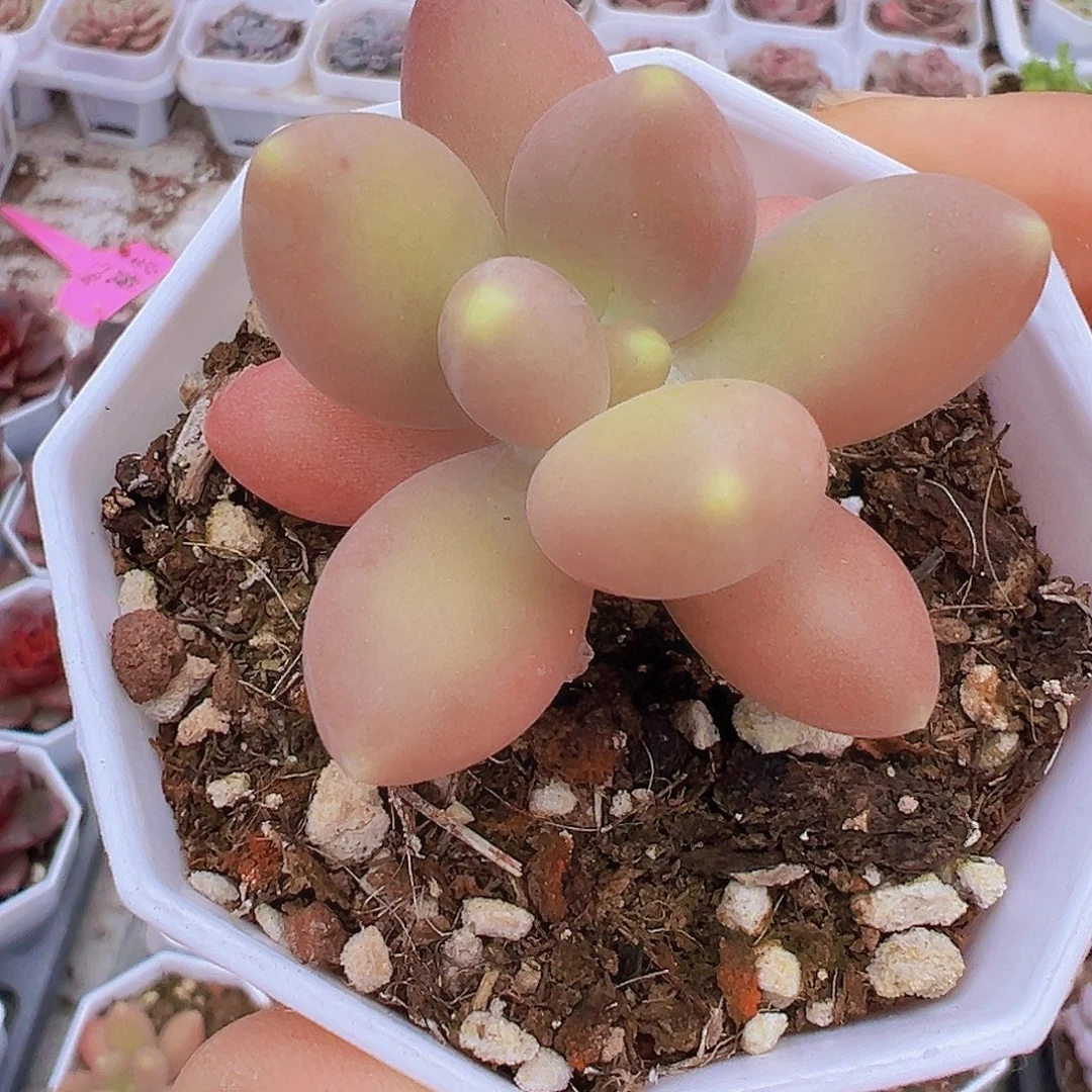 八角盆芒果奶19包邮多肉