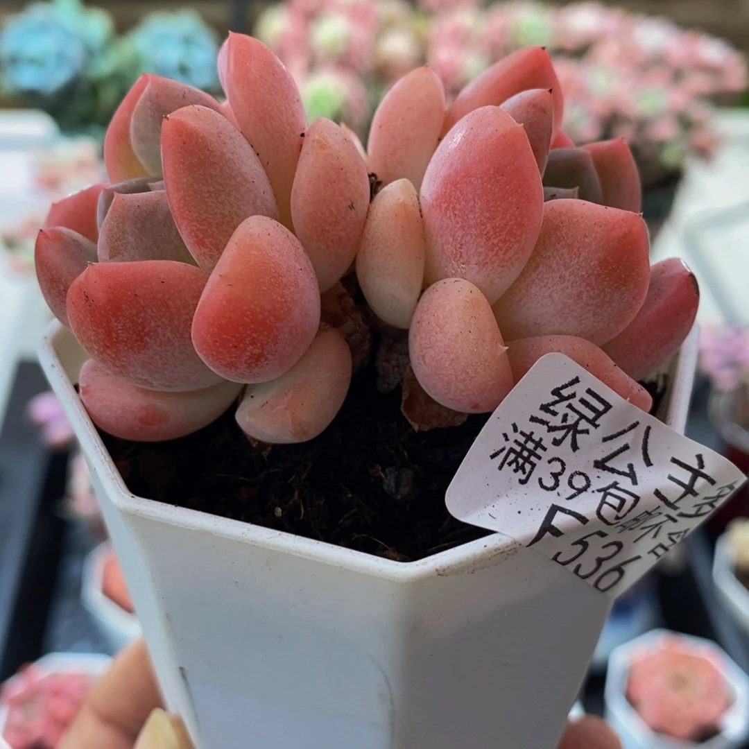 536冰冰8cm多肉植物