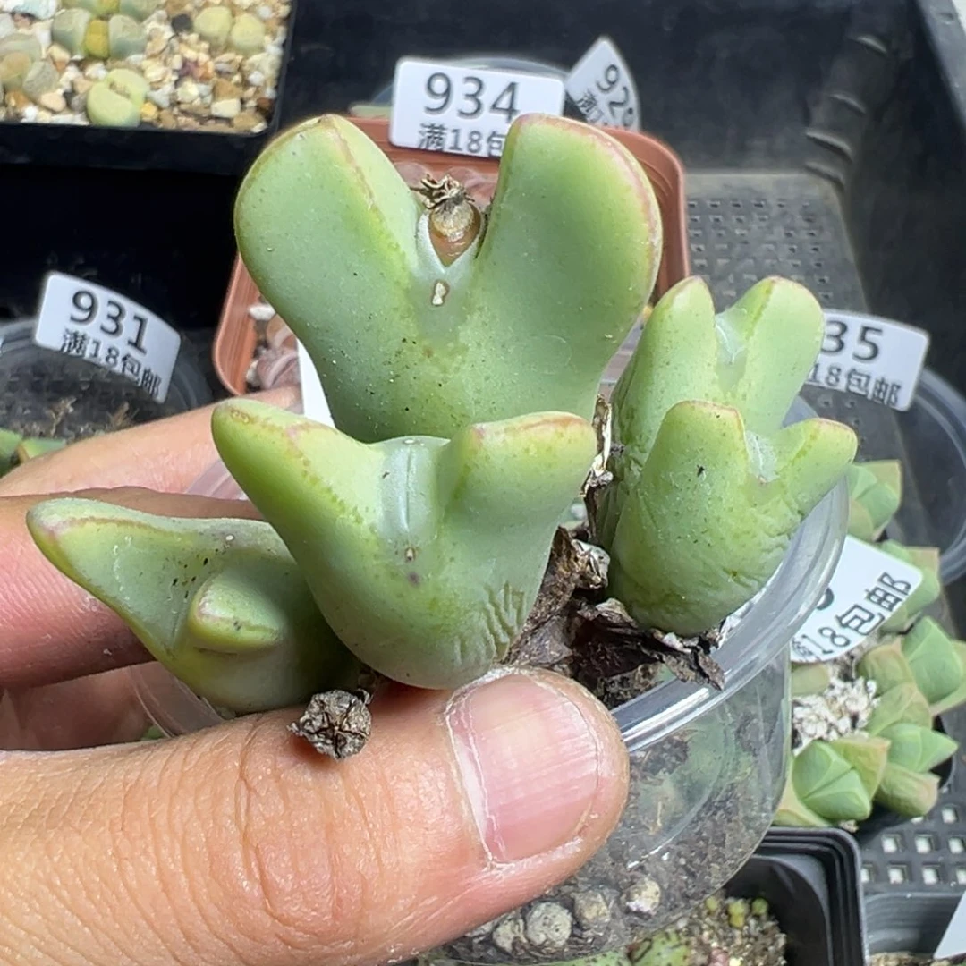 【闪购商品】 930。