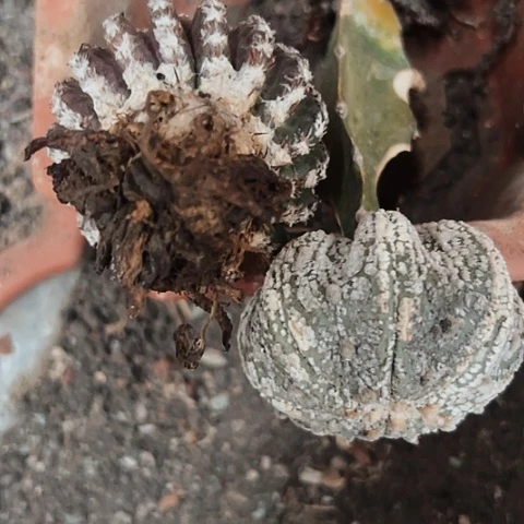 1188处理枕木无根的