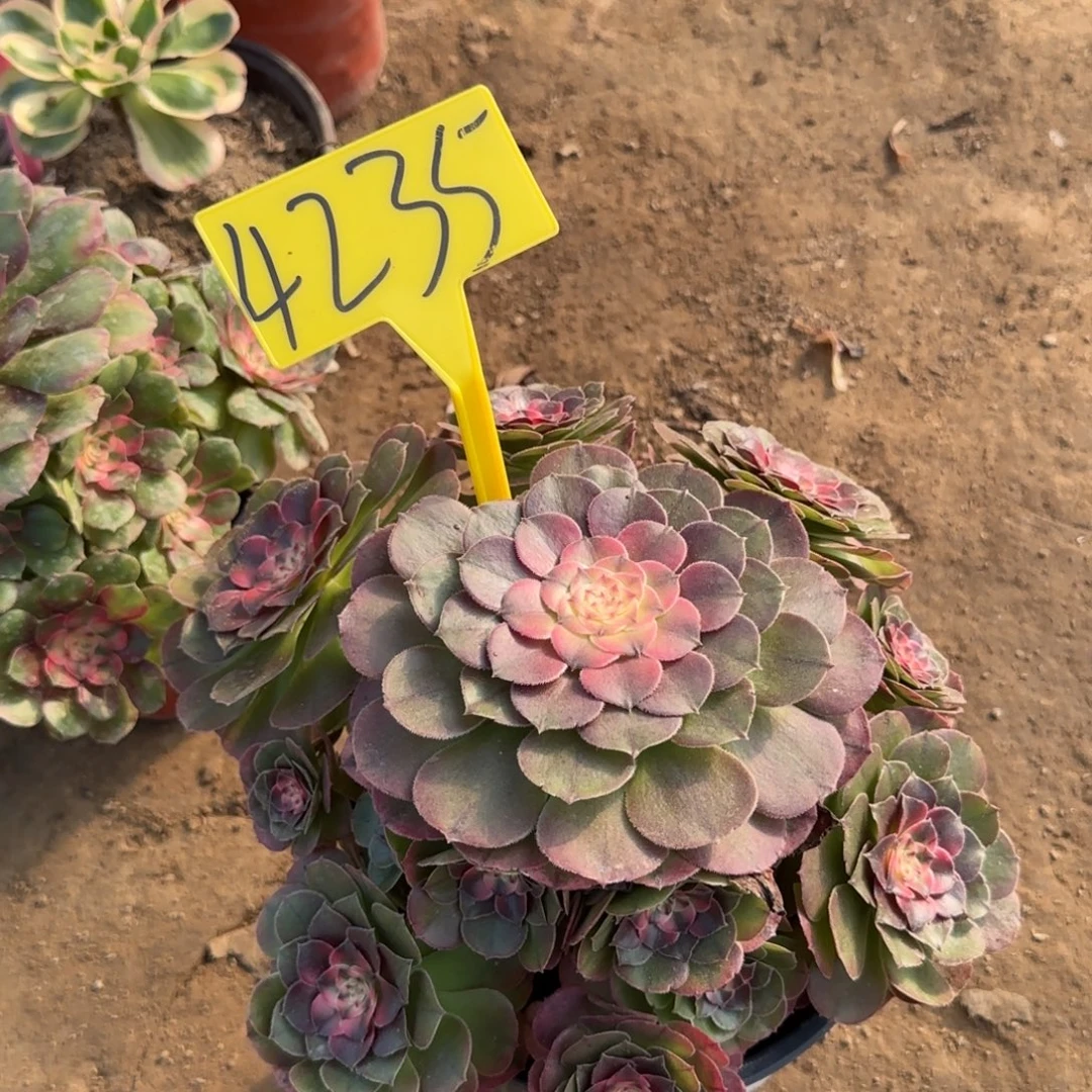 4235--荔枝多肉植物